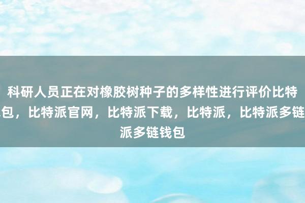 科研人员正在对橡胶树种子的多样性进行评价比特派钱包，比特派官网，比特派下载，比特派，比特派多链钱包